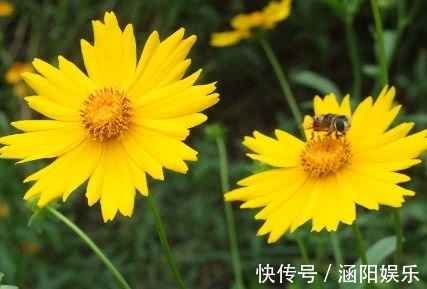 喜欢菊花,就养这几盆“菊中珍品”,花似荷包蛋色调温和!