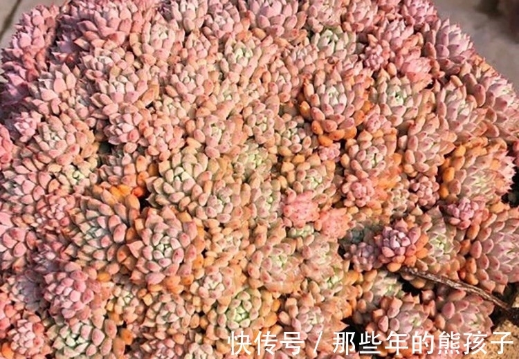 多肉植物品种这么多,多认识几种没有错,识一肉知养护莱恩小精灵