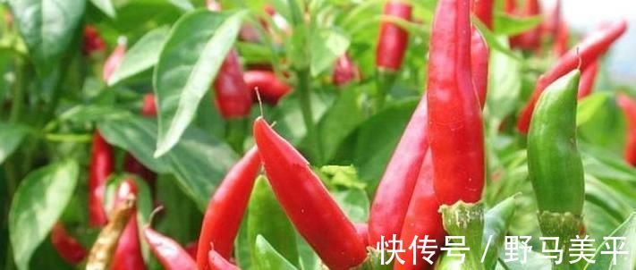 常吃|专家忠告炒辣椒不能放此物，吃了就是没病找病，现在知道还不晚