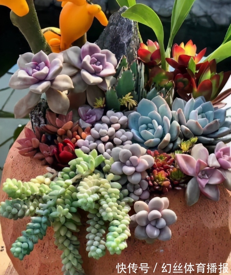 养花|无论你多喜欢养花,都不要碰“3种花”,这都是养花高手被坑过的