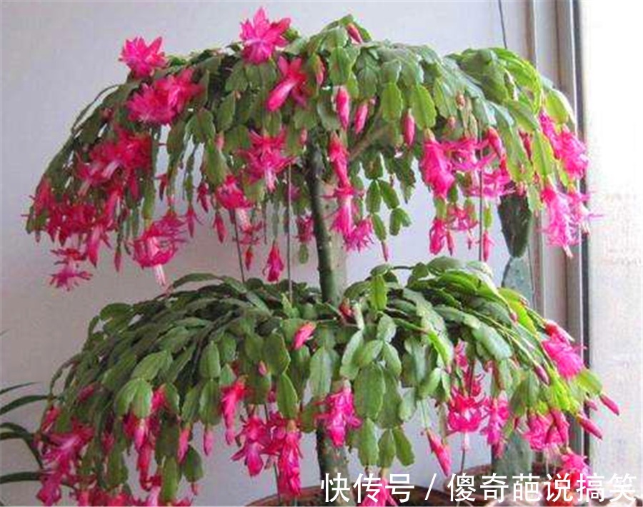 多肉也能花开爆盆,3种多肉人称“开花机器”,开花勤快又娇艳