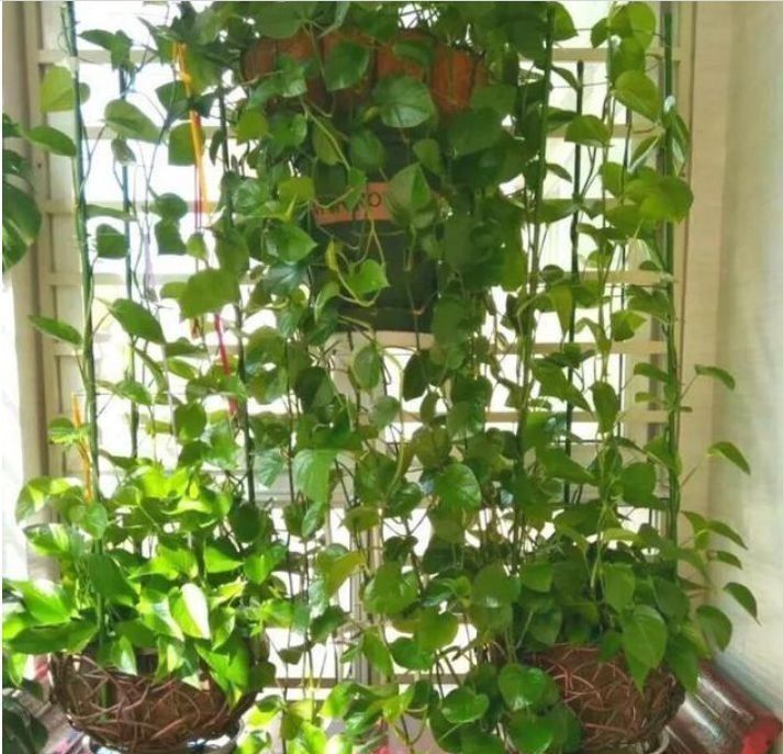 养护|庭院选这几款花,沾土就能活,开花就爆盆,不易生病好养护