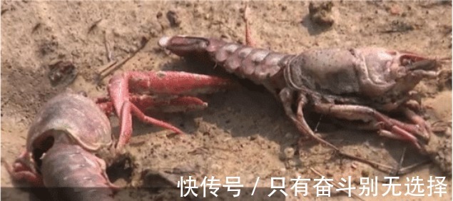 龙虾|熊孩子毒死上千斤龙虾,“他还是个孩子“害了多少人!