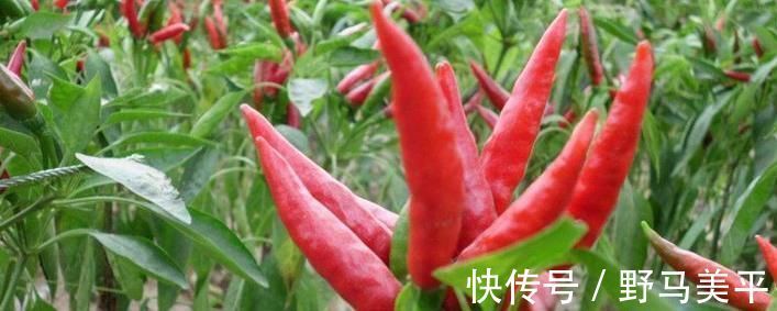 常吃|专家忠告炒辣椒不能放此物,吃了就是没病找病,现在知道还不晚