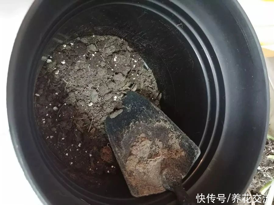 栽种|旧土养花注意4点，避免有病虫残留，有三类花不适合用旧土养