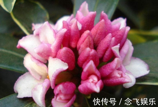 排水|最美的木本花卉，一花多色，漂亮又芳香，红白相映，堪称盆栽佳品