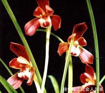 曾千金一苗的兰花,现已白菜价,花色鲜艳,香味醇正还好养!