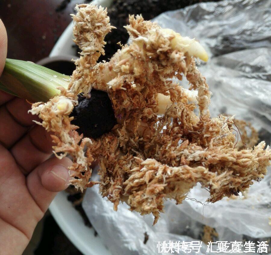 给裸根君子兰“催根”，教你3个方法，养40天冒出“大粗根”