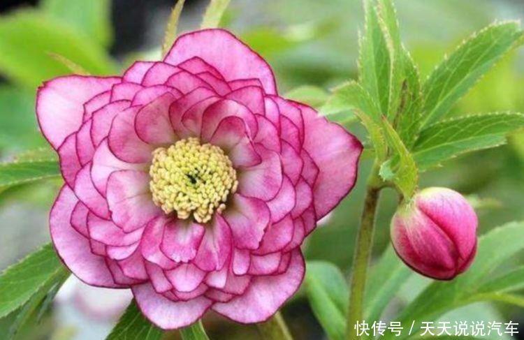 4种漂亮花,好打理易爆盆,开起花来美不胜收,颜值超高的