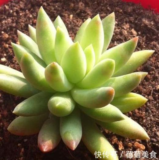 多肉千佛手怎么养殖