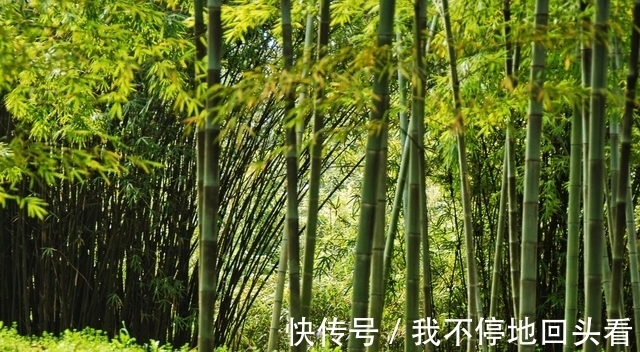 “竹子开花，赶紧搬家”有道理吗？竹子开花到底隐藏了什么秘密？