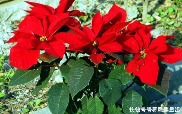 白送|有钱人家里从不养“4种花”,白送都不要,你还傻傻往家买