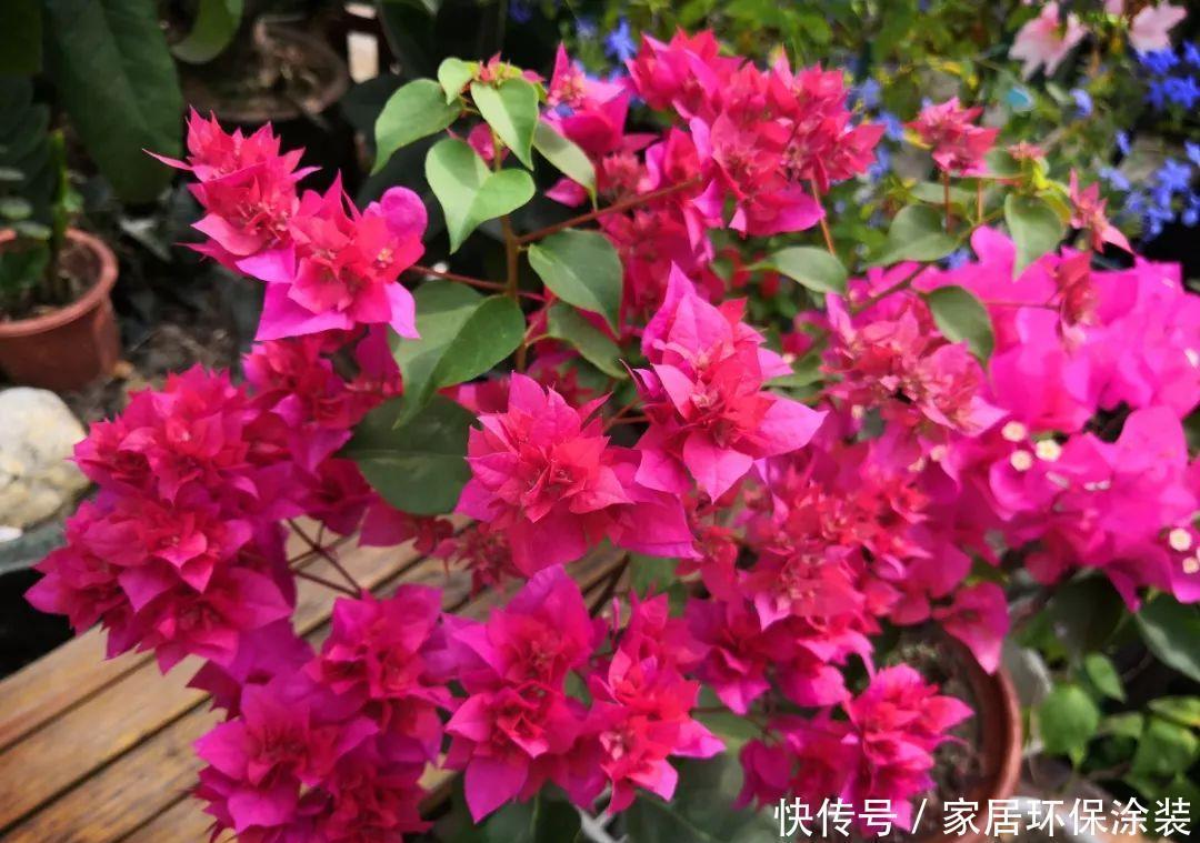 鸡蛋戳个洞,埋盆里1年不用施肥,三角梅疯狂开花