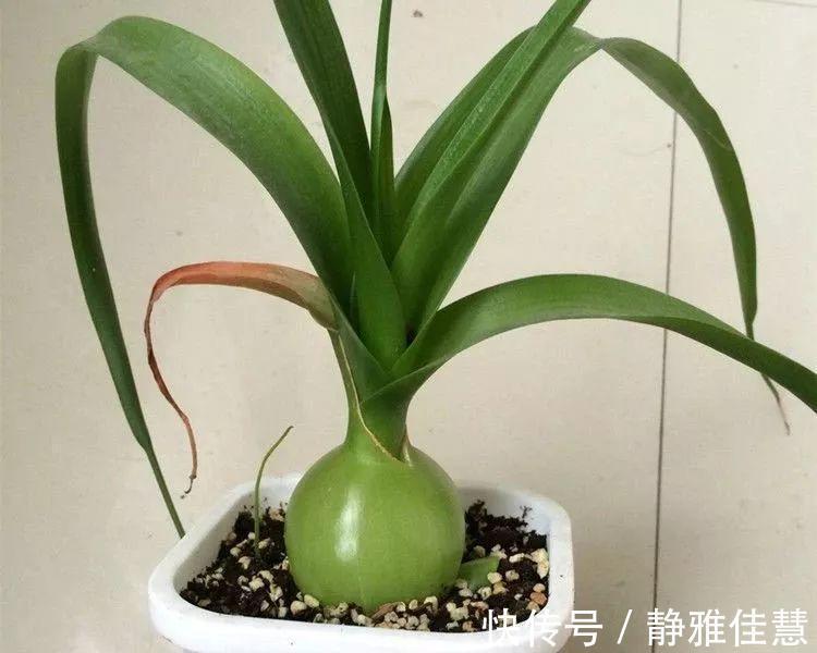 大肚子|6种耐旱花,“大肚子”里面都是水,一个月不浇也没事!