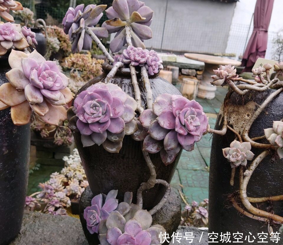 马库斯|养多肉浇灌2种“营养液”,根系发达、叶子圆润,1年变老桩