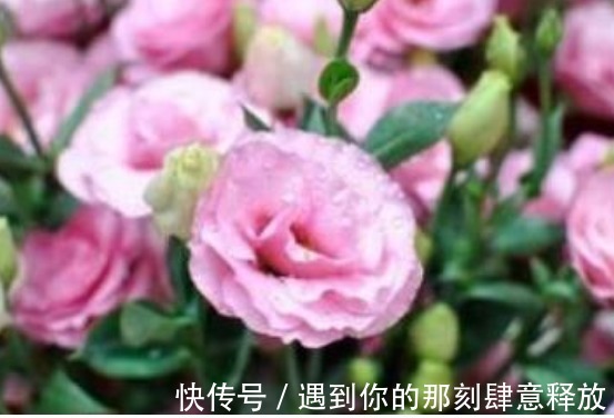 家里就养“4种漂亮花”,花朵硕大、花期长,寓意美好,收获幸福