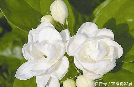 乔花|最受欢迎的4种花，开花一茬茬，越晒长越晒，花朵娇艳美丽