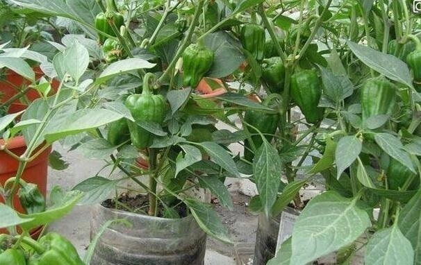 适合阳台种的“2种菜”，空油桶剪1刀，装土栽好，1个夏季有菜