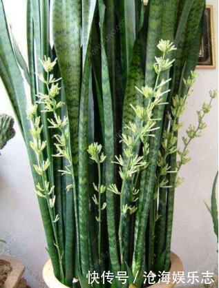 叶片|“5种花”养一盆在家,旺人又旺财,一开就是300多天,好养、漂亮