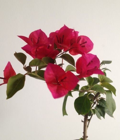 三角梅开花花量小注意这四点，呼呼冒花苞，简简单单爆满盆