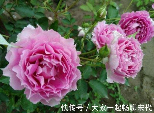 4种花适合新手养,好养又漂亮,开花就停不下来