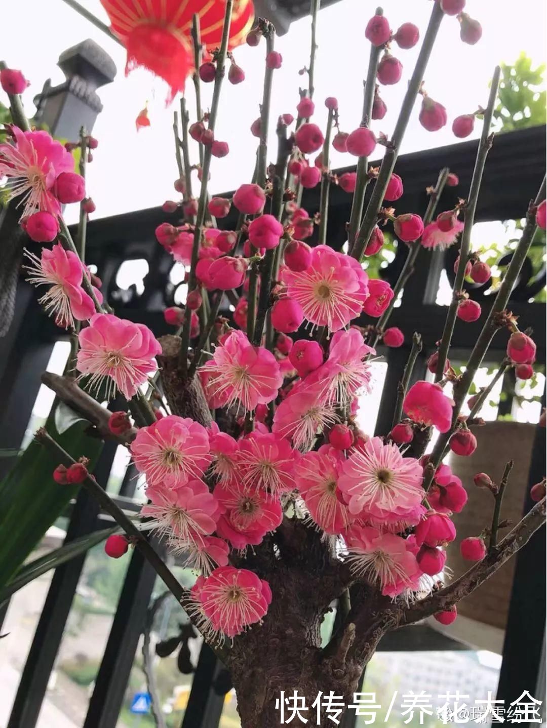3月是给花剃头的好时机，现在狠心剪，下月就开花