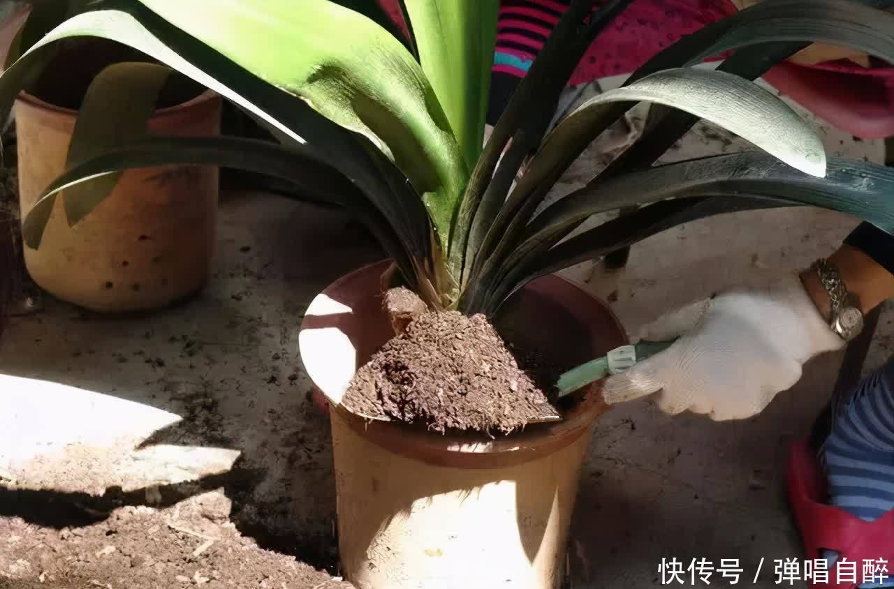 养花土壤别乱用,加上3种东西,肥力足了,几年不用换盆