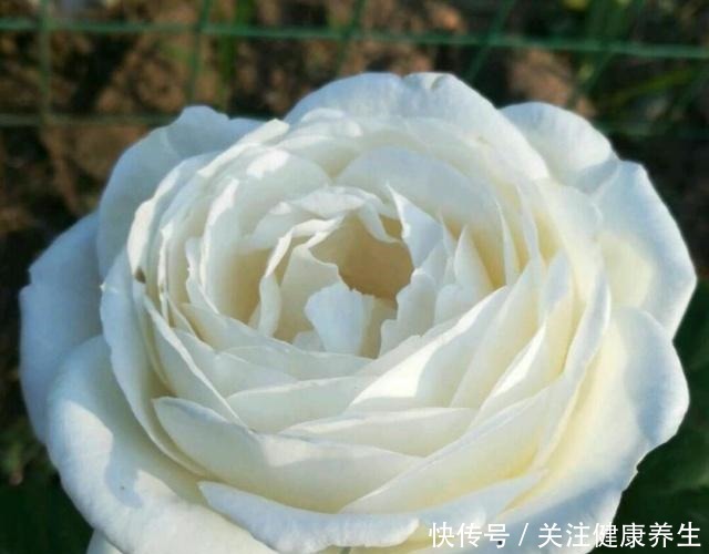 谁说月光族就不配养花这20种月季花月薪3000也能养!