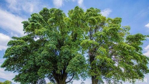 更上一层楼|凭第一眼的感觉,哪棵树最入你眼测未来你的孩子会不会有出息