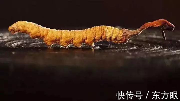 吃素|为什么说所有的“养生”都是徒劳的? 看完后不再纠结了