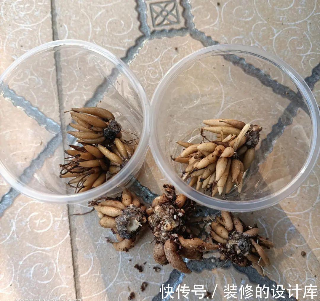 芦荟|8种花像“老母猪”,种一棵,生一窝,多得没地方养