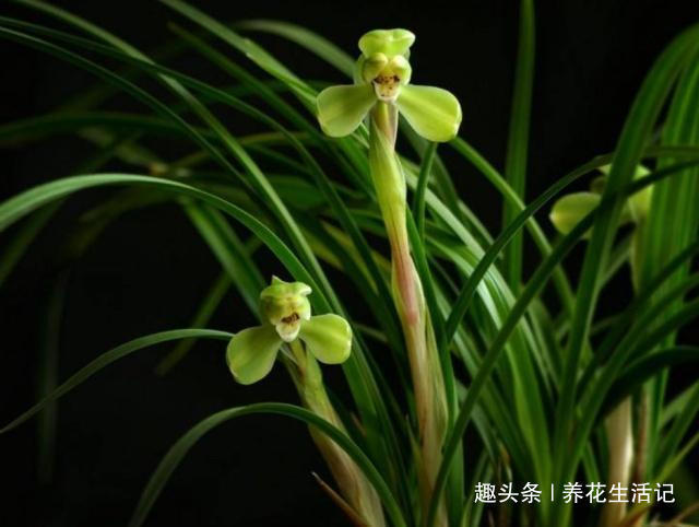 兰花出现干尖问题,只需把住“4点”就能解决,以后不再出现!