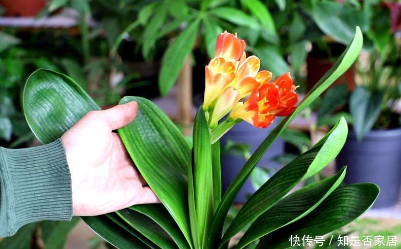 君子兰|好土才能养好君子兰,3种“废物”搭配,不花一分钱,根系长满盆