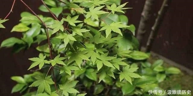 力量|老子:有一种强大的力量,隐藏在人的柔弱中