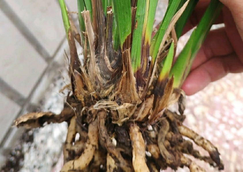 秋老虎|养兰花要注意秋老虎,一不小心根部就发黑,发黑原因和解决方法