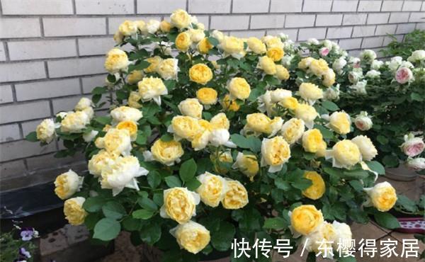 绚丽|养花试试这几款,朵绚丽多彩,花瓣亮泽,早晨开放,晚上闭合