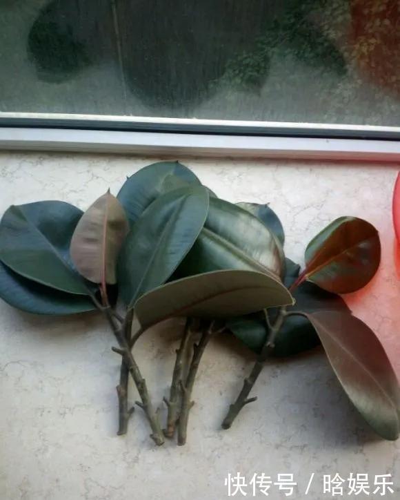 天热了就插4种花,生根快长势好,一插一大盆