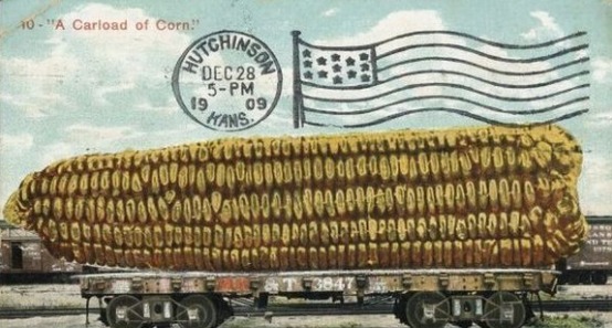 男子种下玉米,结果时多的像香蕉,眼前景象大开眼界!