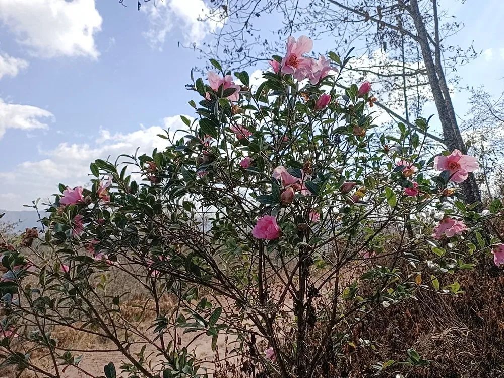 美丽晋宁：春回大地，大庄村山茶花开