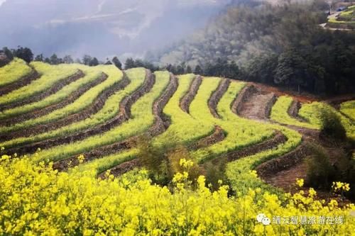 抓紧去打卡！缙云醉美的梯田式油菜花就在这儿！