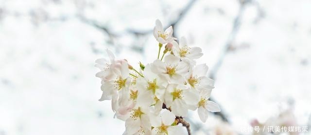 春天|国内六处赏樱胜地,有全球最大的赏樱基地,也有面朝大海的公园