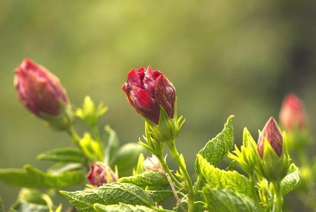 秋季“修枝”很重要，千万不能舍不得，4种方法学会一种就行了
