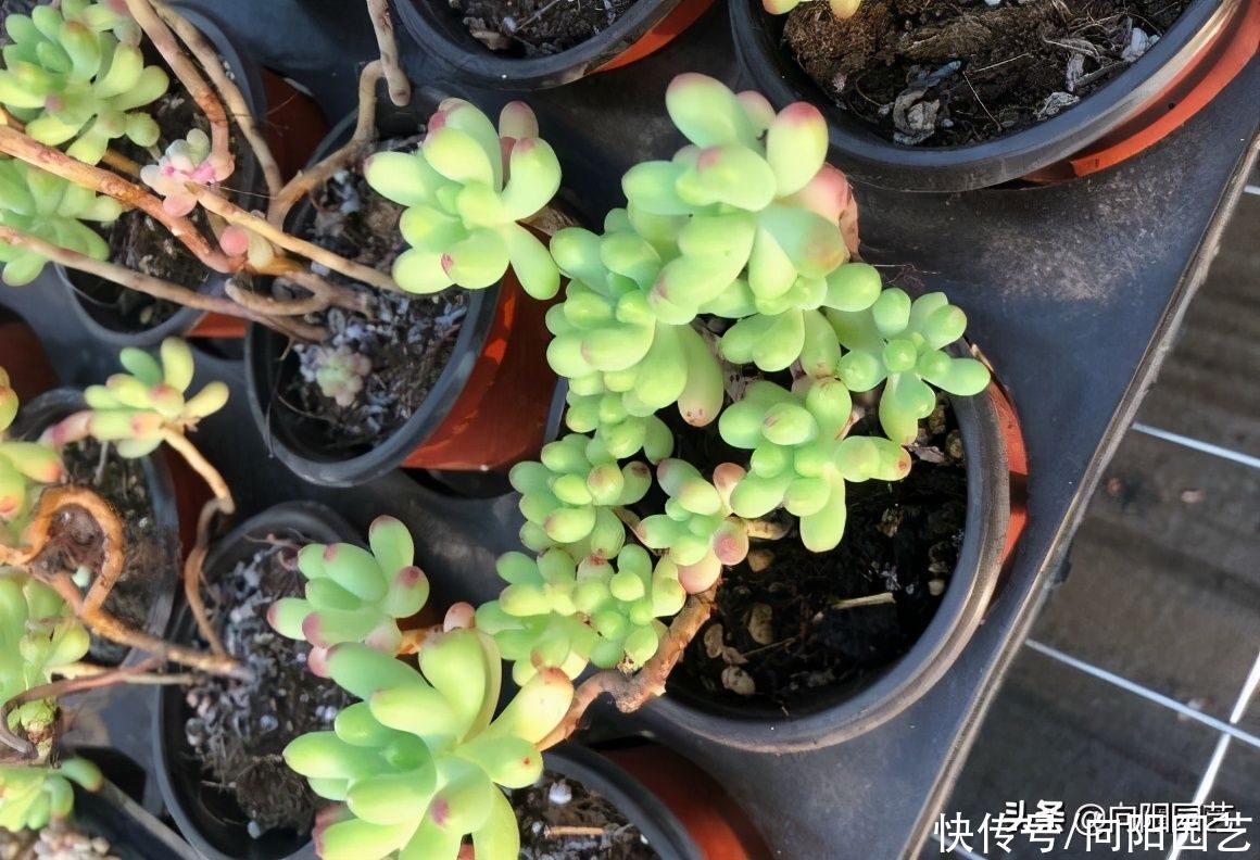 多肉无缘无故掉叶子，应该怎么办？立刻停水，赶紧给它晒太阳