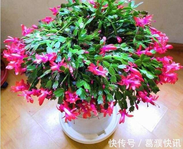 秋季蟹爪兰花期浇水就死掌握3个浇水窍门,盆底排水流畅是关键