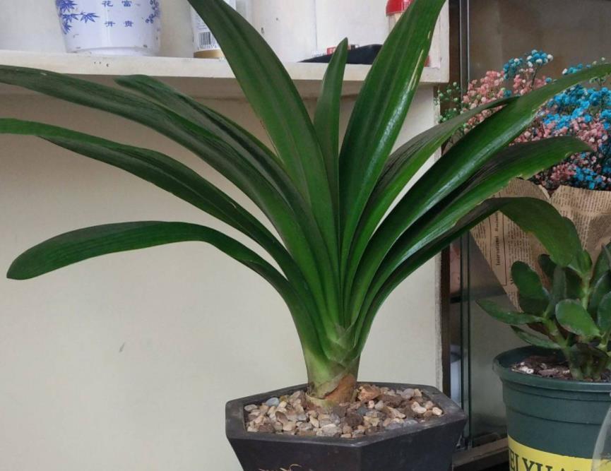 君子兰|君子兰天热要休眠，状态越来越差？坚持2不要，安全度夏