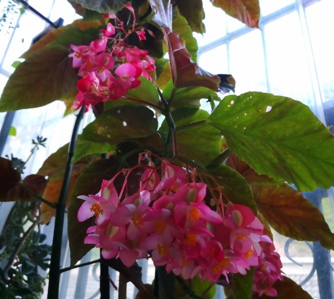 耐阴怕晒的花,一晒叶子就发黄干裂,放阴凉地养得好!