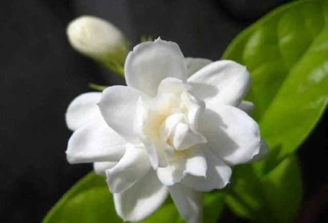 在花盆里栽种茉莉花，如何让它们每一年都能重新开花