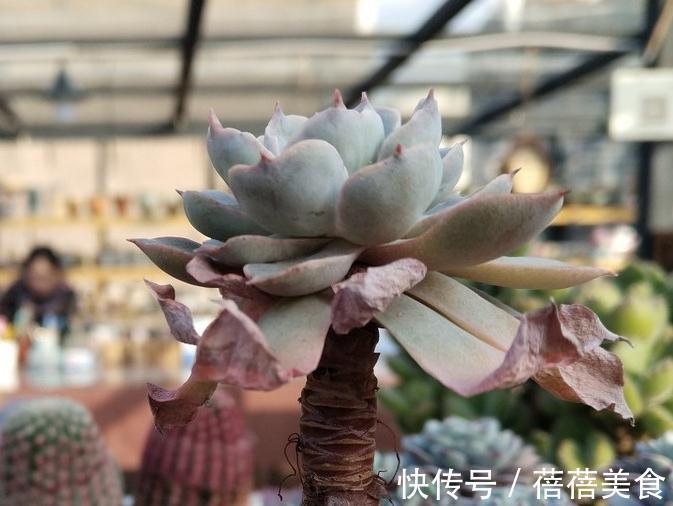 多肉植物这样的环境养护才能快速服盆,别傻傻的再犯错了