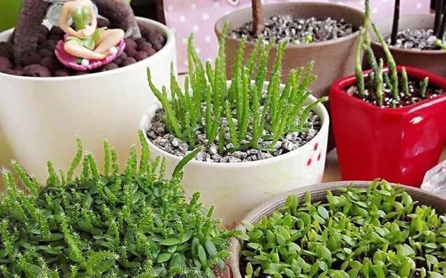 这3种“水果核”别扔,把它扔盆里,10天成盆栽,比花美10倍