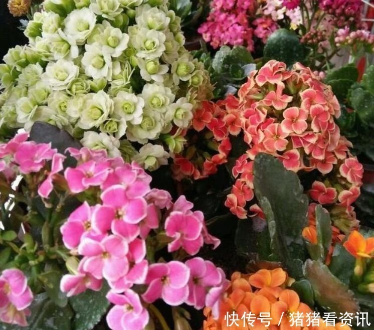 豪宅|4种漂亮花,好养易活能爆盆,养家里上档次,豪宅里面最适合!